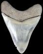 Serrated, Megalodon Tooth - Beautiful Tooth #63140-2